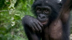 Kdo so takšne človeške opice?